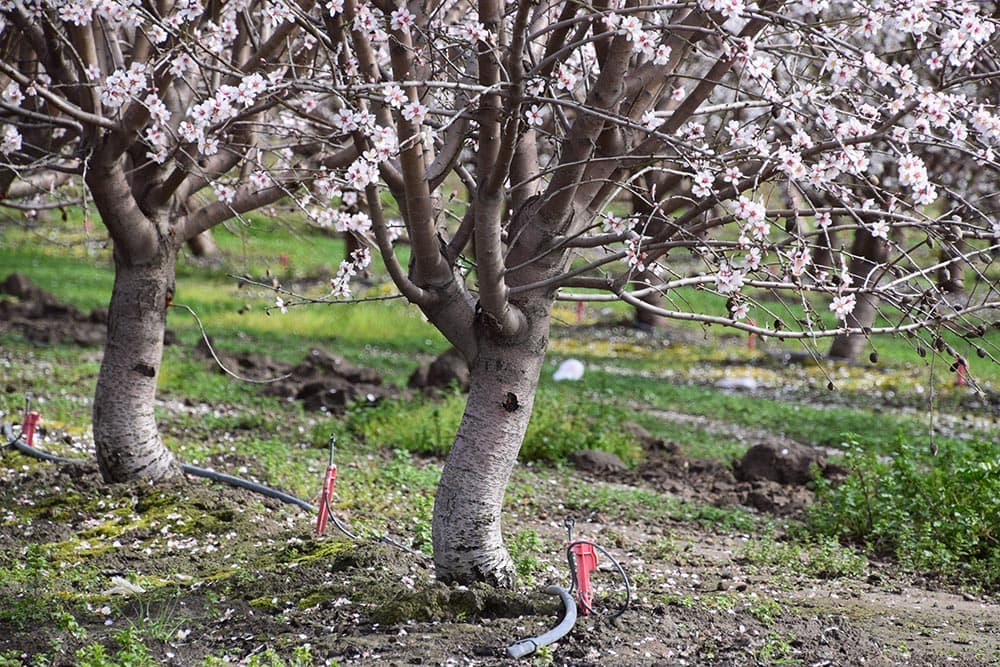 Irrigation system on almond trees