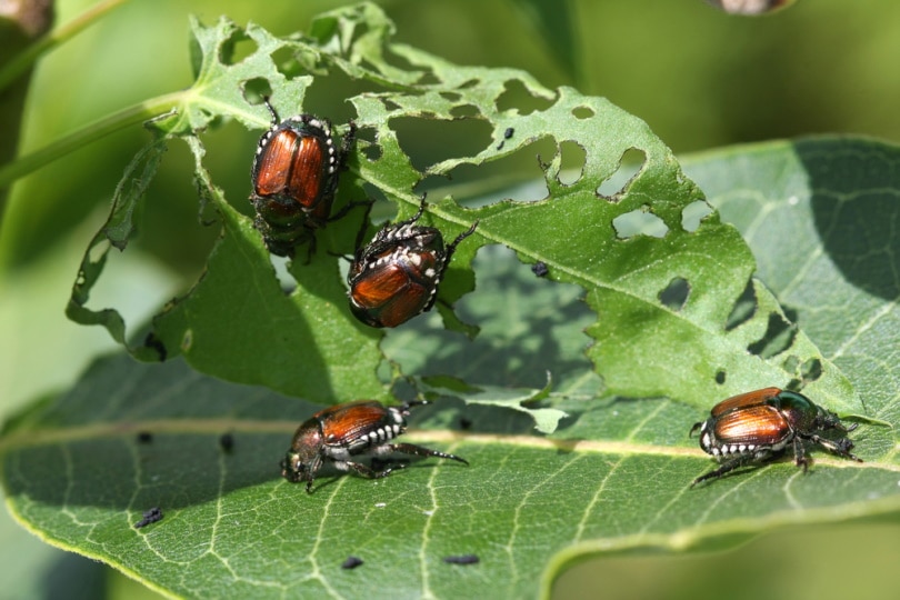 japanese beetle s in plant leaf