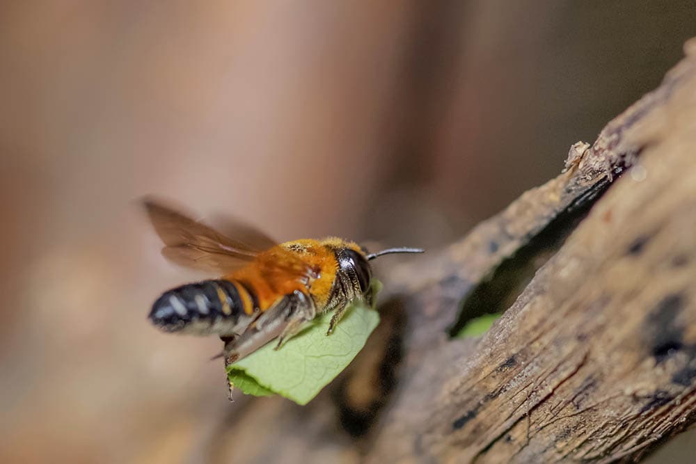 leafcutter bee carrying a leaf