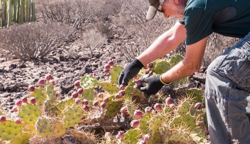 man getting prickly pears cactus