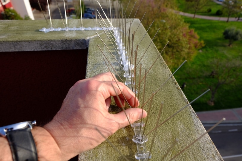 man installing bird spikes