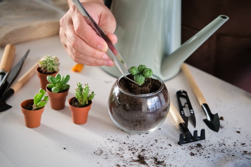man planting cactus