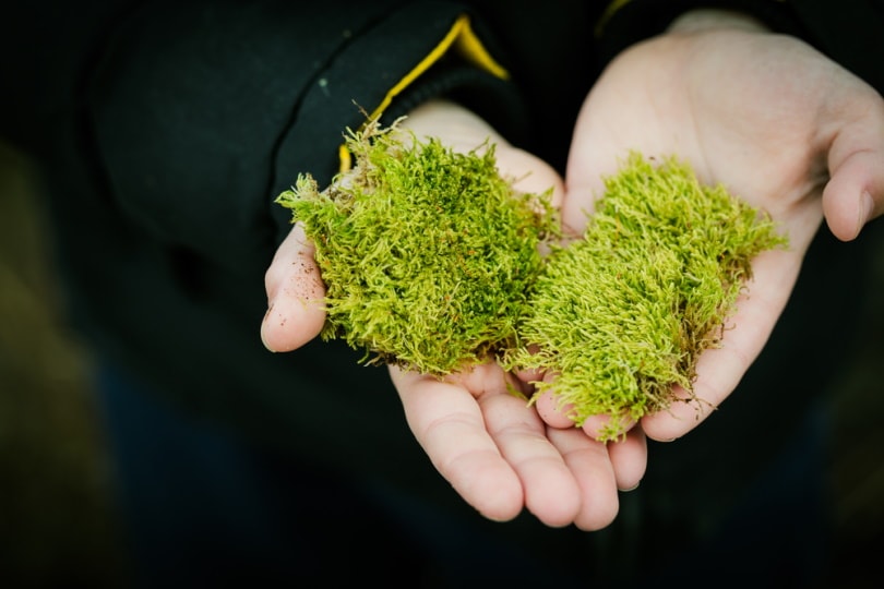 man with moss in hand