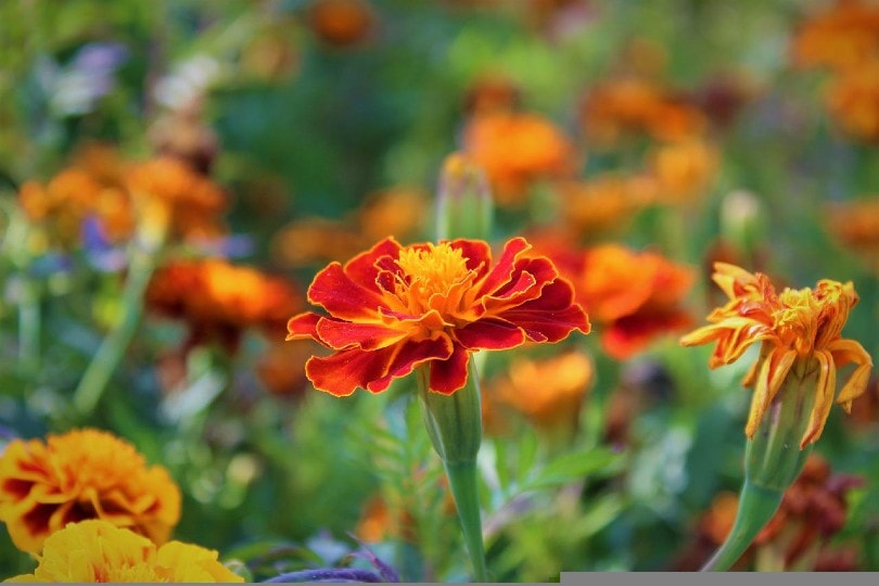marigold flower