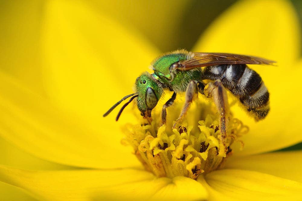 Metalic Green sweat bee feeds on a tick seed flower