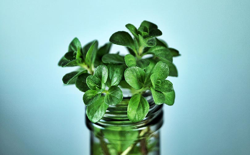 mint plant