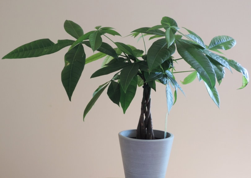 money tree plant in white pot