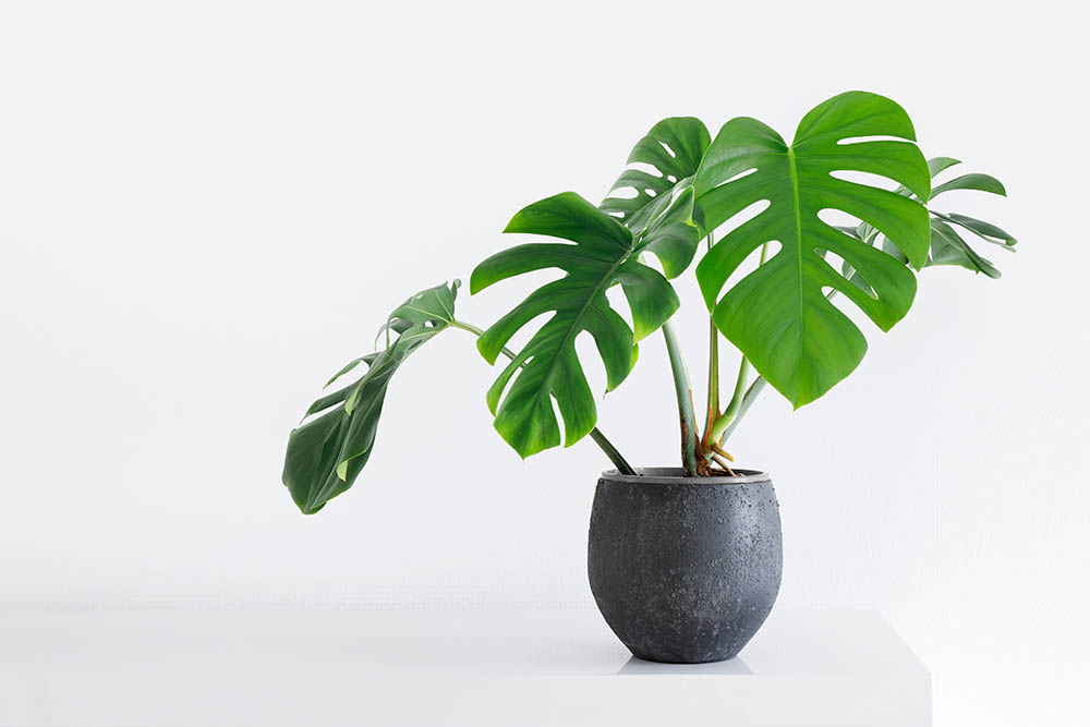 monster plant on a gray pot