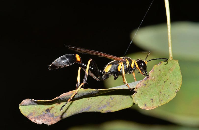 mud daubers wasp on a leaf