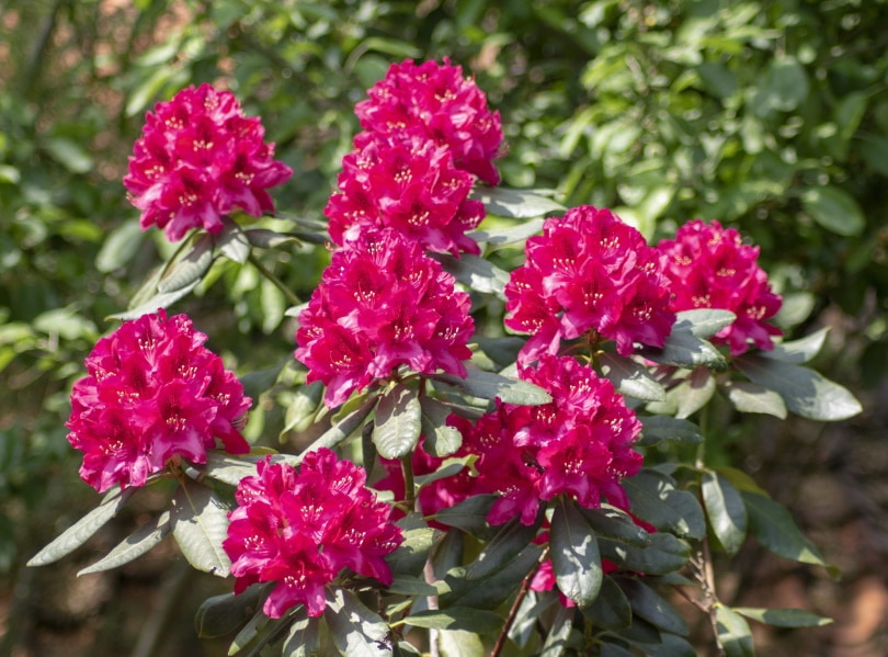 nova zembla rhododendrons