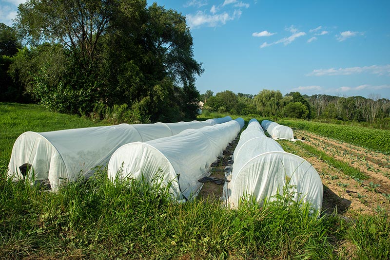 organic vegetable garden with white garden fabris covered hoops protecting long rows of tender plants