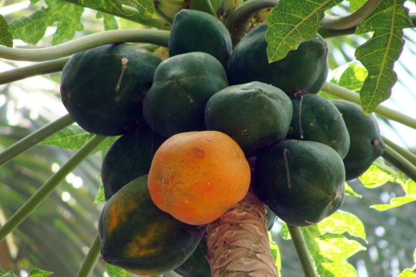 papaya fruits