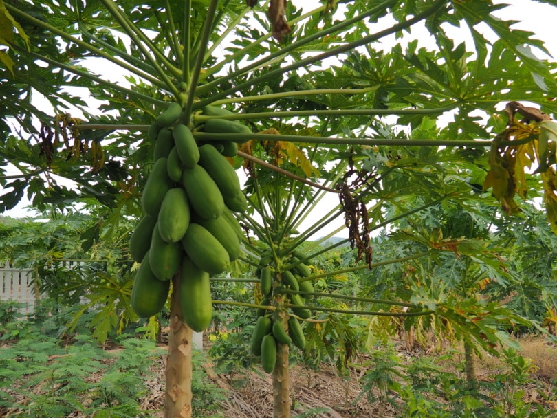 papaya tree with fruits