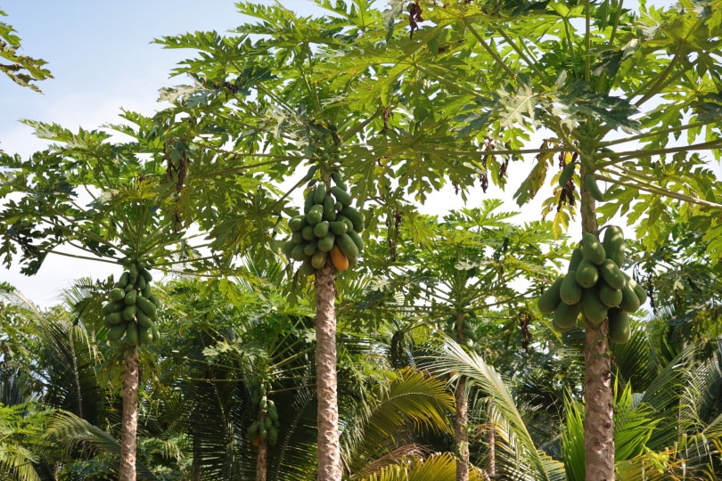 papaya trees with fruits