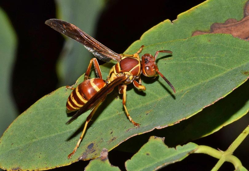 paper wasp on a leaf