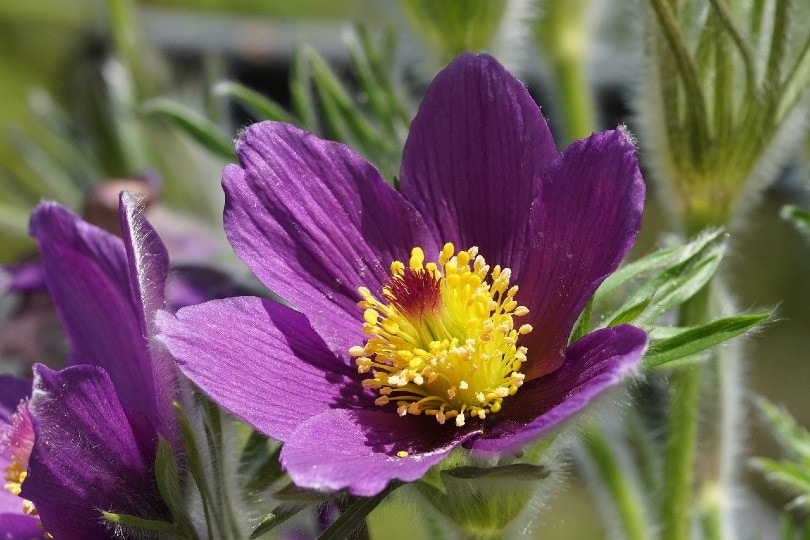 pasque flower