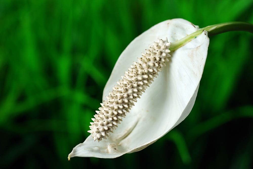peace lily close up