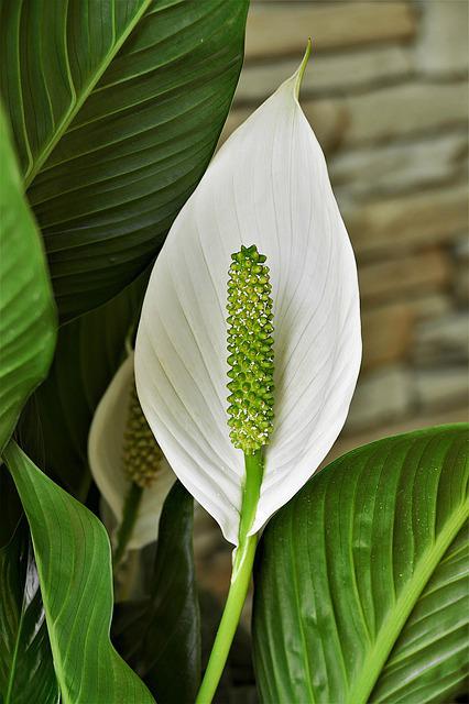peace lily indoor