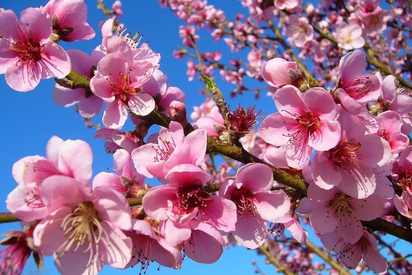 peach blossoms close up
