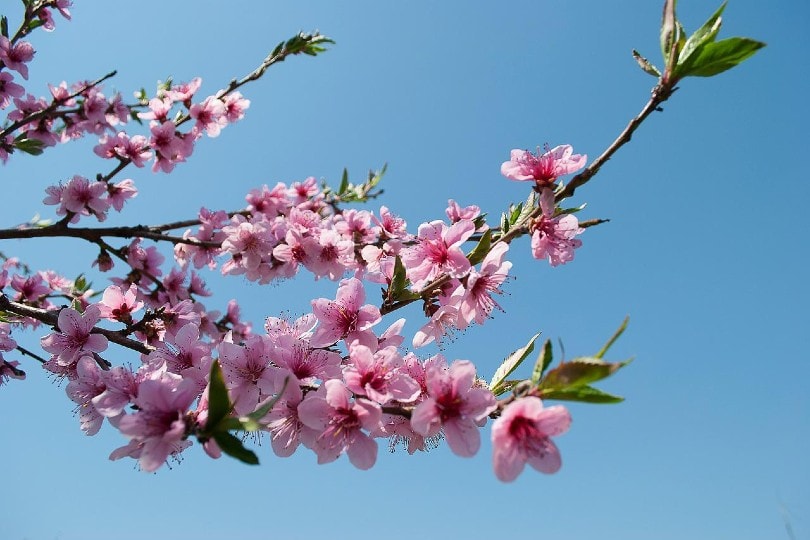 peach blossoms tree