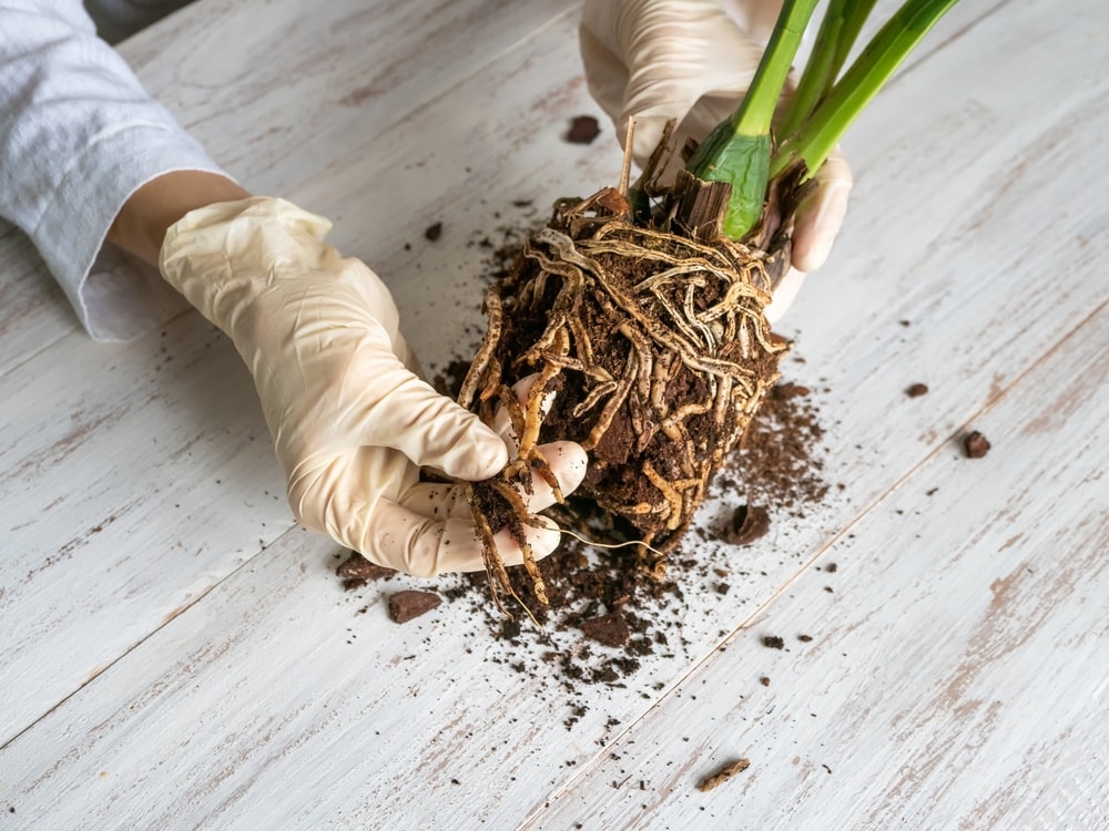 person holding damaged plant roots