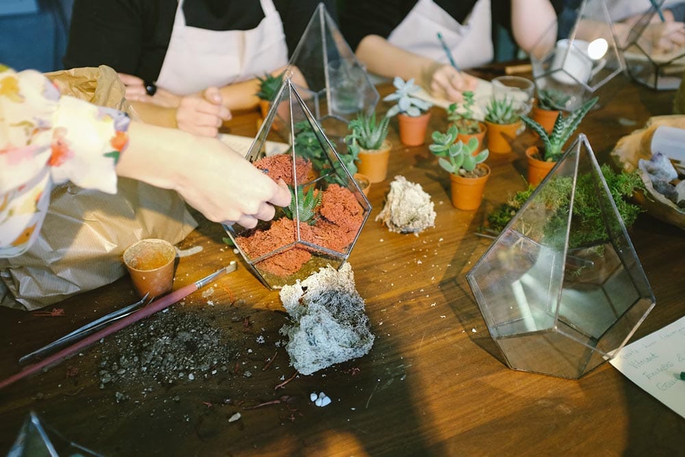 person potting a succulent