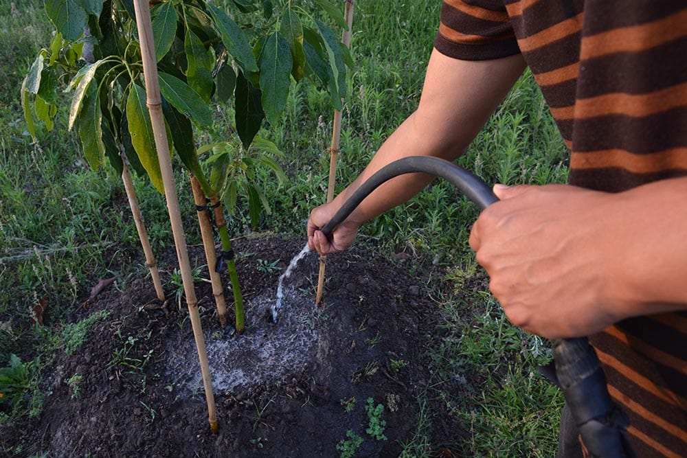 person watering avocado plant