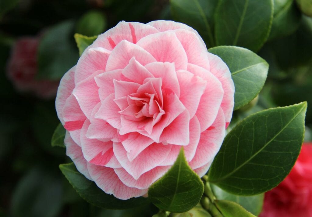 pink camellia in full bloom
