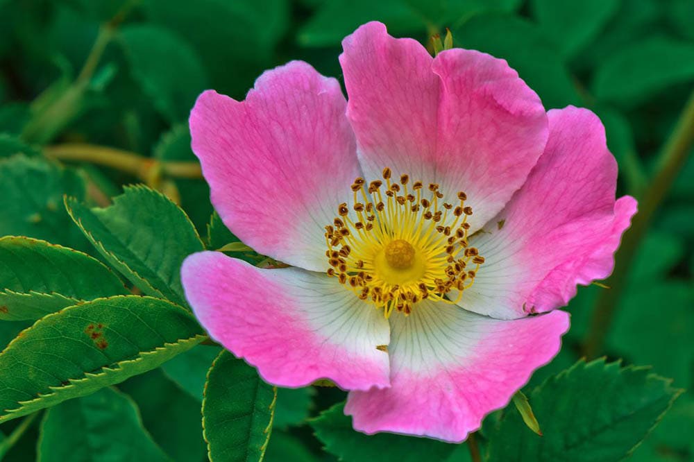 pink prairie rose