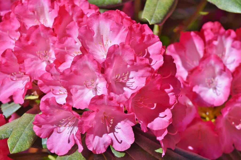 pink rhododendron