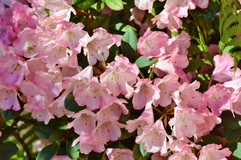 pink rhododendrons