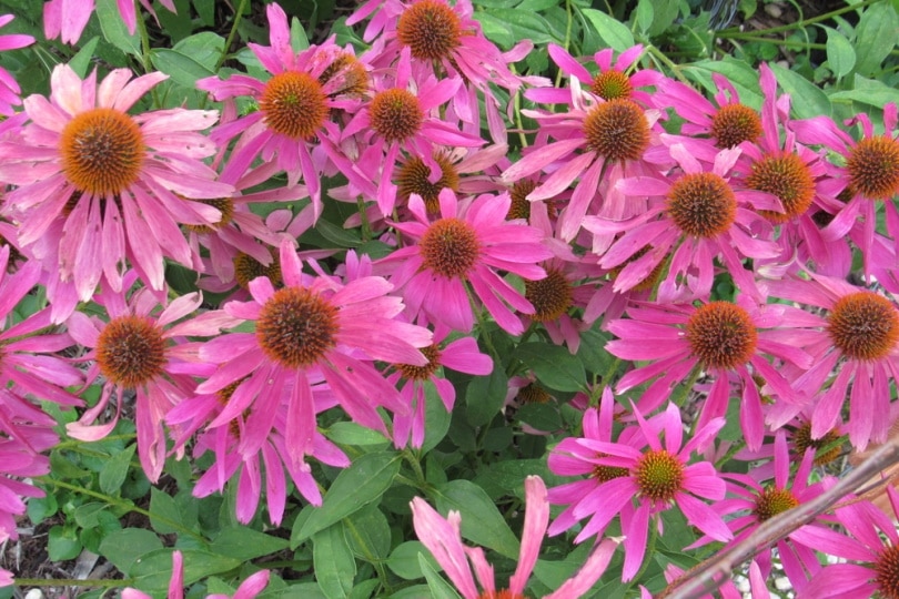pink tennessee coneflower