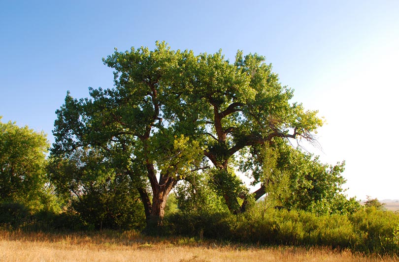plains cottonwood trees