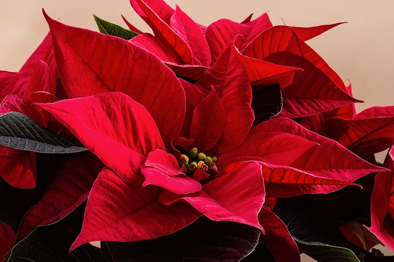 poinsettias plant