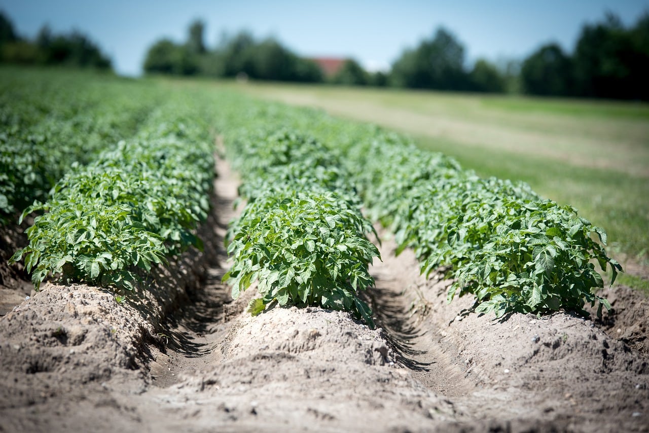 potato crops