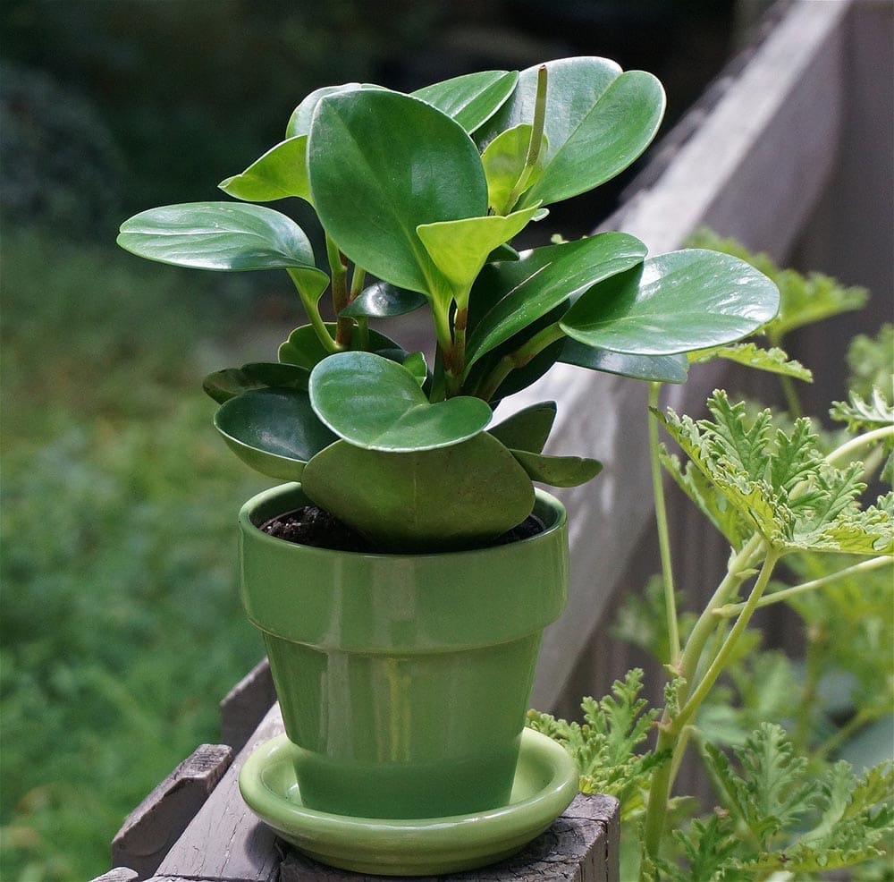 potted peperomia outdoor