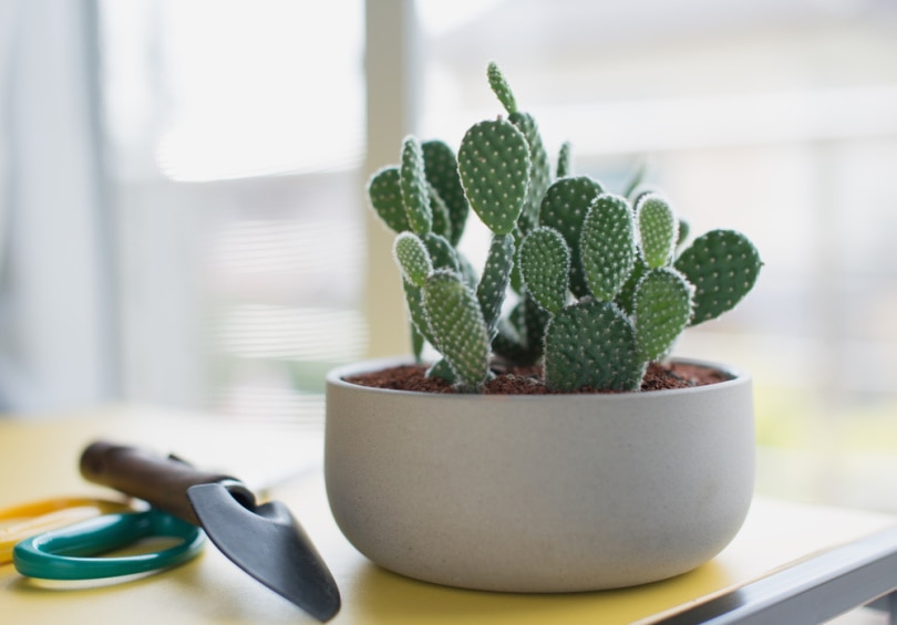 prickly pear cactus in white pot