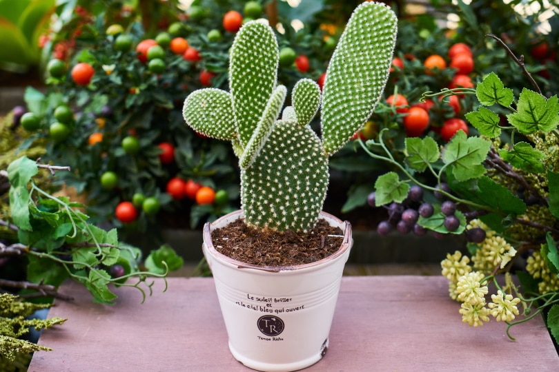 prickly pear cactus in white pot
