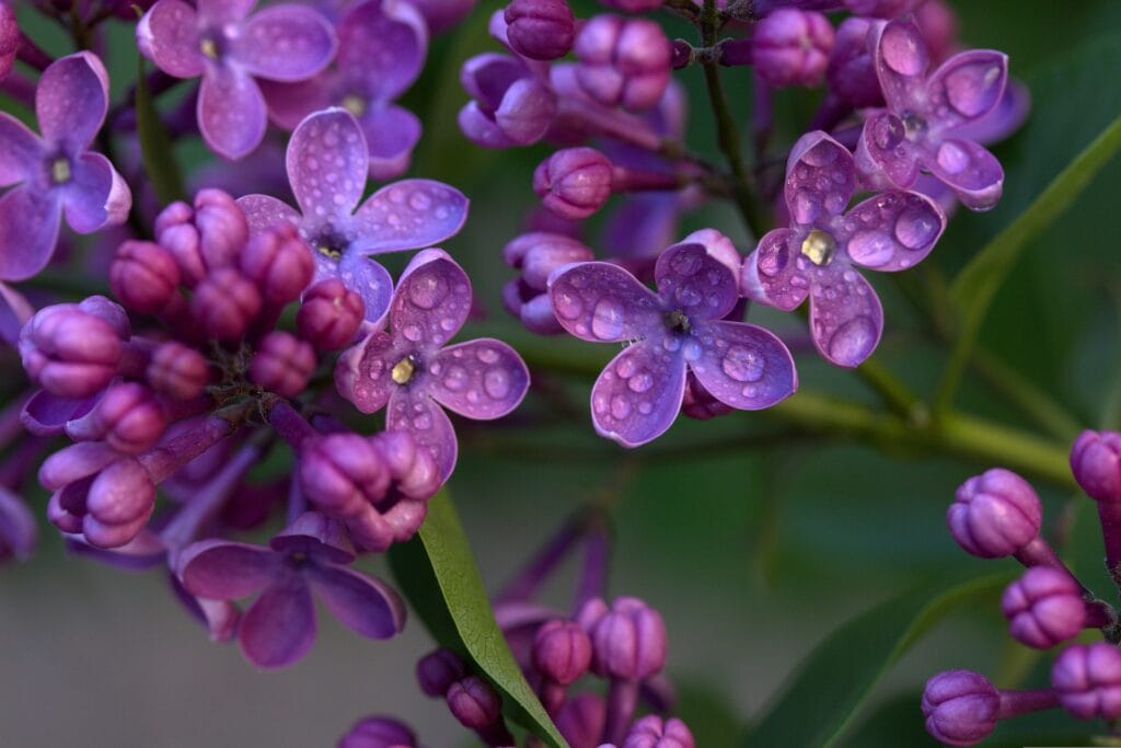 purple lilac