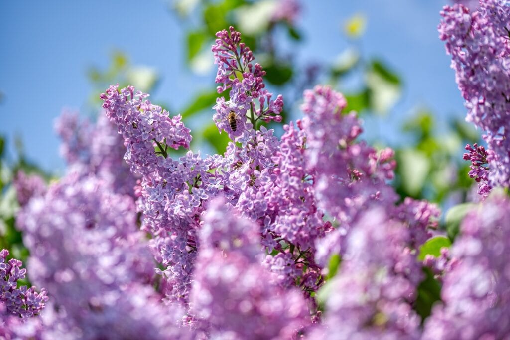 purple lilac