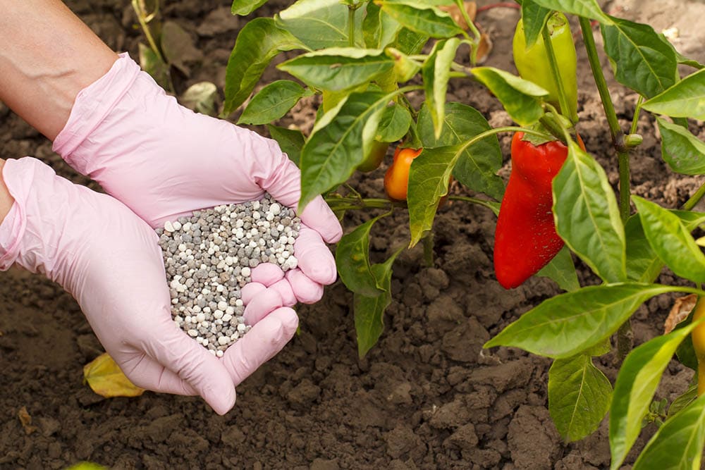 putting-fertilizer-on-bell-pepper_Pedal-to-the-Stock_Shutterstock