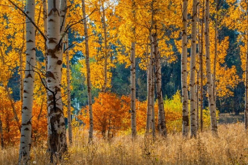 quaking aspen trees in a field