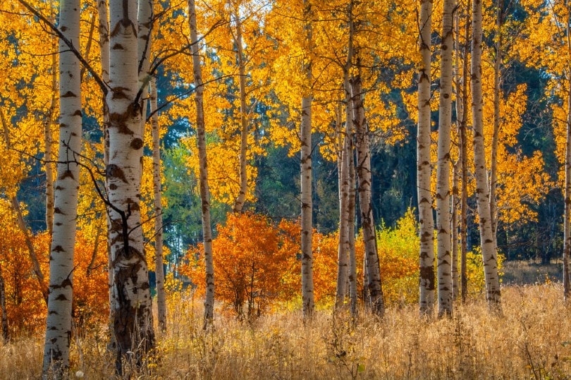quaking aspen trees in a field