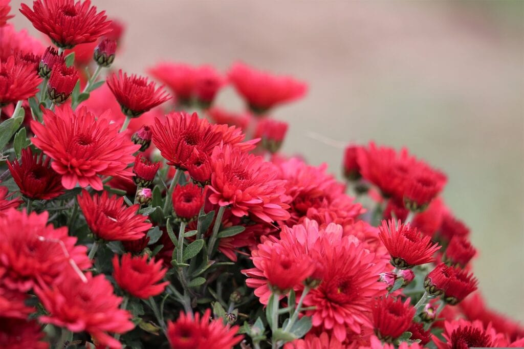 red-chrysanthemum