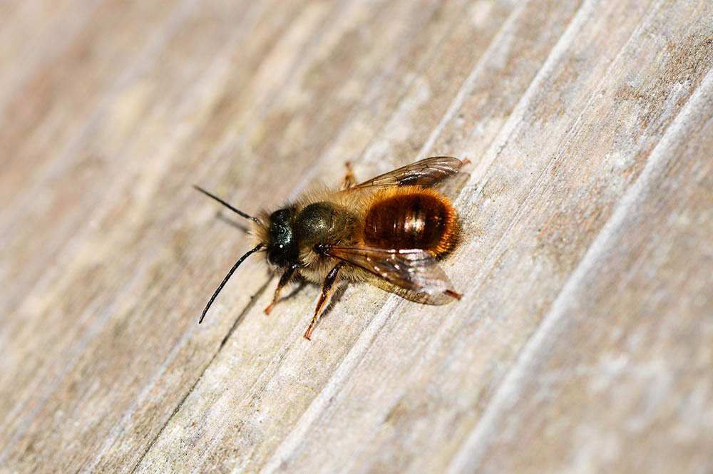 red mason bee on a wood