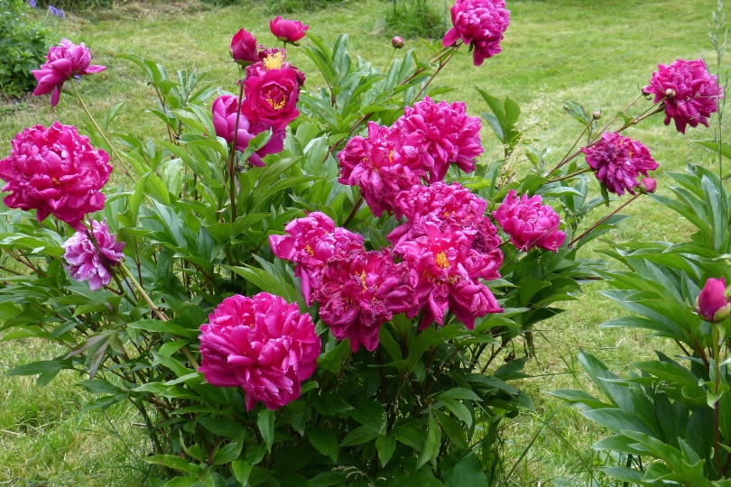 red peony blooming