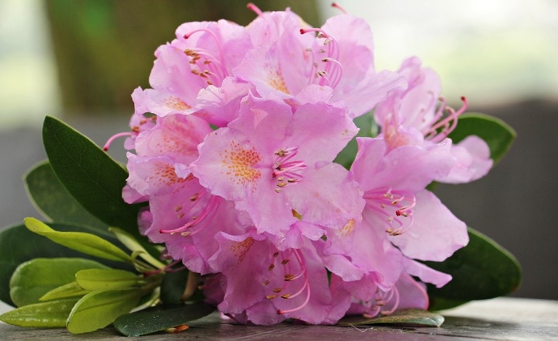 rhododendron