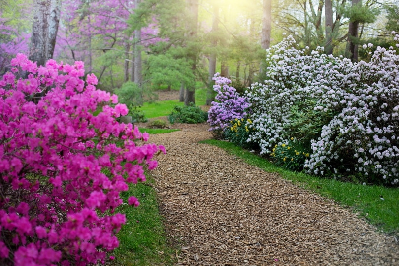 rhododendrons flowers