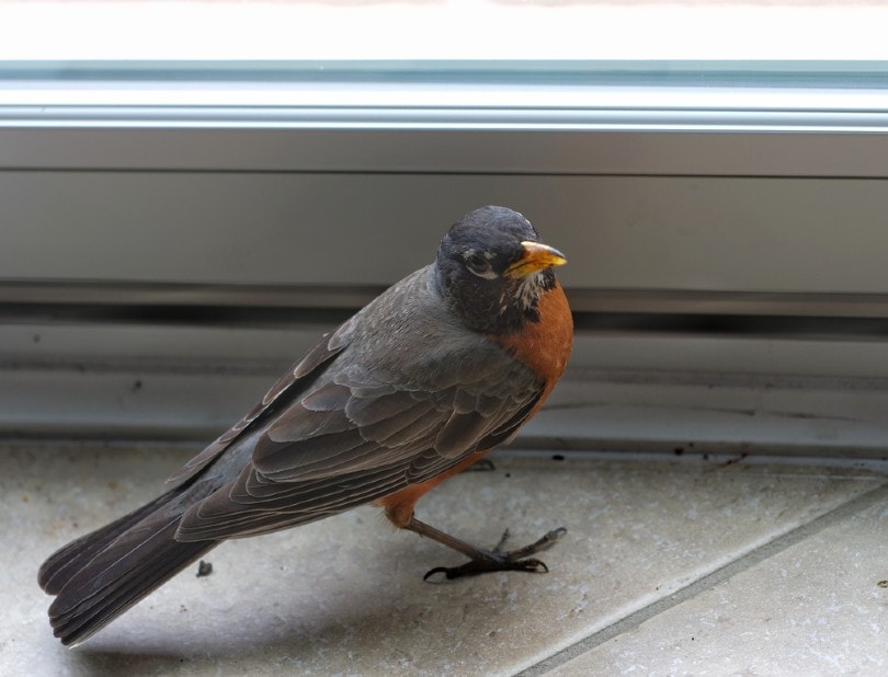 robin bird inside a house by the window