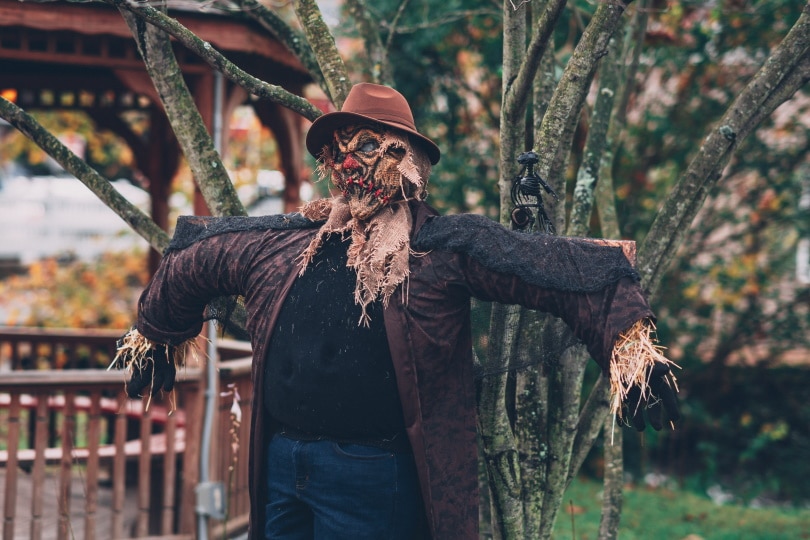 scarecrows in the garden